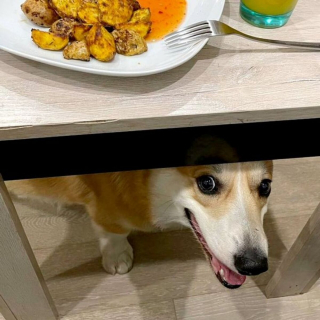 Illustration de l'article : 20 photos de chiens et de chats attachants qui suivent leur humain comme leur ombre 