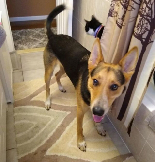 Illustration de l'article : 20 photos de chiens et de chats attachants qui suivent leur humain comme leur ombre 