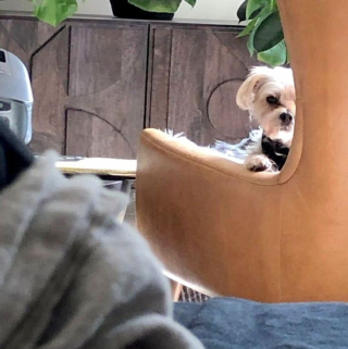 Illustration de l'article : 20 photos de chiens et de chats attachants qui suivent leur humain comme leur ombre 