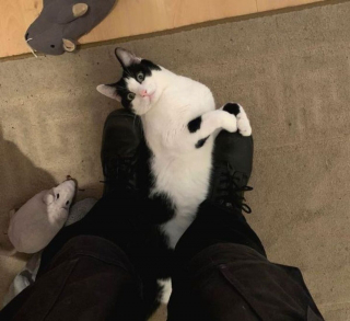 Illustration de l'article : 20 photos de chiens et de chats attachants qui suivent leur humain comme leur ombre 