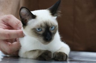 Illustration de l'article : Ce chat nait avec une tumeur hors du commun, qui semble contenir des restes d’un jumeau non développé