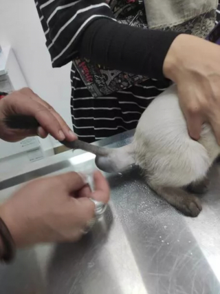 Illustration de l'article : Ce chat nait avec une tumeur hors du commun, qui semble contenir des restes d’un jumeau non développé