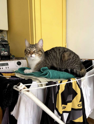 Illustration de l'article : Ce chat casse volontairement la télévision pour que ses maîtres s’intéressent à lui plutôt qu’au foot ! (vidéo)