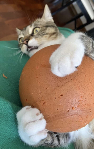 Illustration de l'article : Ce chat casse volontairement la télévision pour que ses maîtres s’intéressent à lui plutôt qu’au foot ! (vidéo)