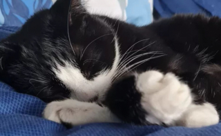Illustration de l'article : Des internautes offrent des fonds à la maîtresse de Ruby, une chatte hospitalisée en urgence à cause de problèmes urinaires