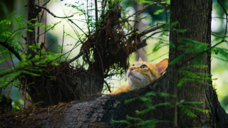 Illustration de l'article : 12 sapeurs-pompiers et plongeurs se mobilisent pour sauver un chat, tombé dans un puits de 7 mètres