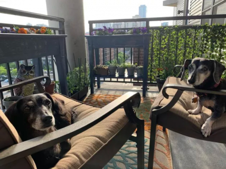 https://www.pets-dating.com/assets/ckeditor/2023/apr/actualities/1837/xl/337366185_1689630544825589_5111506736955907754_n.jpg