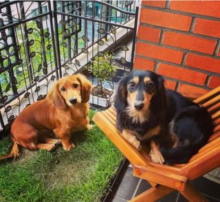 Illustration de l'article : 20 photos de chiens postés sur leurs balcons pour ne rien rater de ce qui se passe dans le quartier
