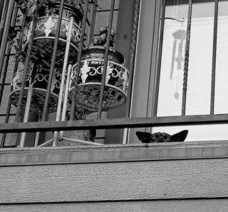 Illustration de l'article : 20 photos de chiens postés sur leurs balcons pour ne rien rater de ce qui se passe dans le quartier