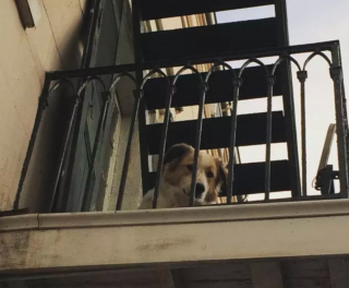 Illustration de l'article : 20 photos de chiens postés sur leurs balcons pour ne rien rater de ce qui se passe dans le quartier
