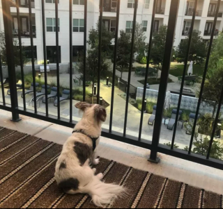 Illustration de l'article : 20 photos de chiens postés sur leurs balcons pour ne rien rater de ce qui se passe dans le quartier