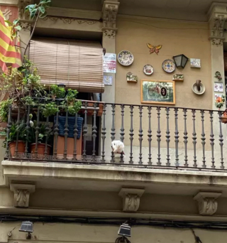 Illustration de l'article : 20 photos de chiens postés sur leurs balcons pour ne rien rater de ce qui se passe dans le quartier