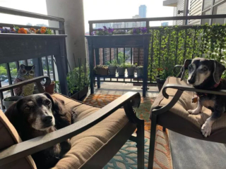 Illustration de l'article : 20 photos de chiens postés sur leurs balcons pour ne rien rater de ce qui se passe dans le quartier