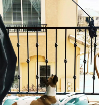 Illustration de l'article : 20 photos de chiens postés sur leurs balcons pour ne rien rater de ce qui se passe dans le quartier