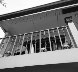 Illustration de l'article : 20 photos de chiens postés sur leurs balcons pour ne rien rater de ce qui se passe dans le quartier