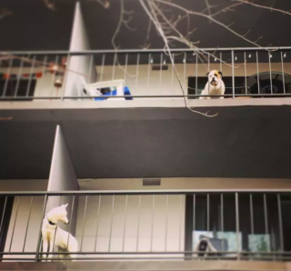 Illustration de l'article : 20 photos de chiens postés sur leurs balcons pour ne rien rater de ce qui se passe dans le quartier