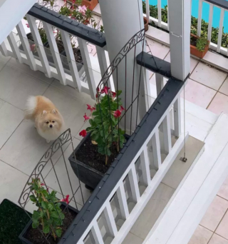 Illustration de l'article : 20 photos de chiens postés sur leurs balcons pour ne rien rater de ce qui se passe dans le quartier