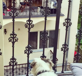 Illustration de l'article : 20 photos de chiens postés sur leurs balcons pour ne rien rater de ce qui se passe dans le quartier