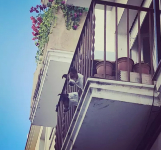 Illustration de l'article : 20 photos de chiens postés sur leurs balcons pour ne rien rater de ce qui se passe dans le quartier