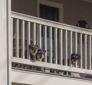 Illustration de l'article : 20 photos de chiens postés sur leurs balcons pour ne rien rater de ce qui se passe dans le quartier
