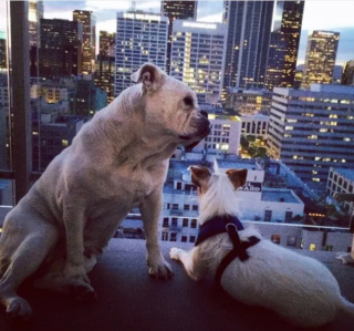 Illustration de l'article : 20 photos de chiens postés sur leurs balcons pour ne rien rater de ce qui se passe dans le quartier