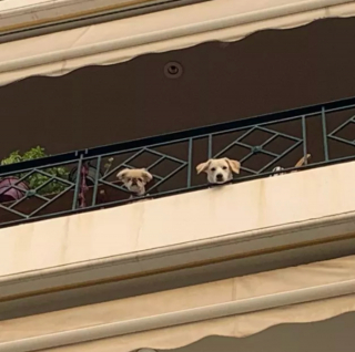 Illustration de l'article : 20 photos de chiens postés sur leurs balcons pour ne rien rater de ce qui se passe dans le quartier