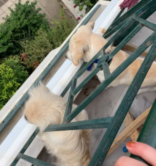 Illustration de l'article : 20 photos de chiens postés sur leurs balcons pour ne rien rater de ce qui se passe dans le quartier