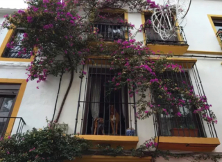 Illustration de l'article : 20 photos de chiens postés sur leurs balcons pour ne rien rater de ce qui se passe dans le quartier