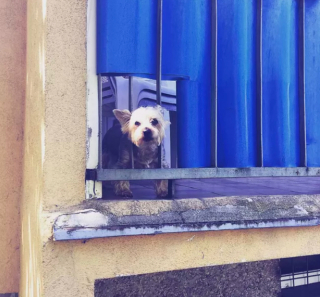 Illustration de l'article : 20 photos de chiens postés sur leurs balcons pour ne rien rater de ce qui se passe dans le quartier