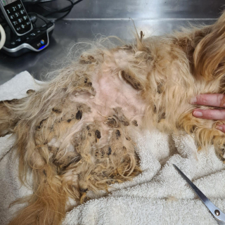 Illustration de l'article : 90 Shih Tzu ont été retrouvés abandonnés dans une ferme à chiots et cherchent désormais des foyers aimants 