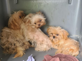 Illustration de l'article : 90 Shih Tzu ont été retrouvés abandonnés dans une ferme à chiots et cherchent désormais des foyers aimants 