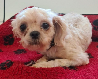 Illustration de l'article : 90 Shih Tzu ont été retrouvés abandonnés dans une ferme à chiots et cherchent désormais des foyers aimants 
