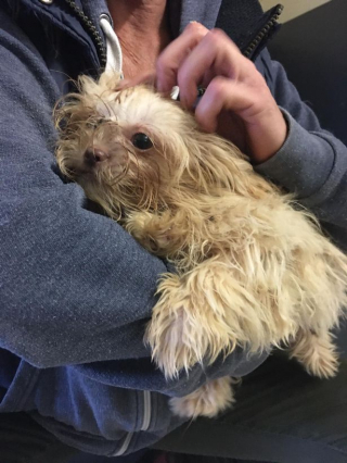Illustration de l'article : 90 Shih Tzu ont été retrouvés abandonnés dans une ferme à chiots et cherchent désormais des foyers aimants 