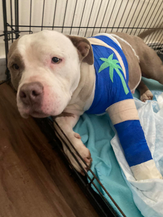 Illustration de l'article : 2 ans après sa disparition, une chienne est retrouvée blessée dans un fossé et peu enfin rejoindre sa famille