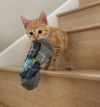 Illustration de l'article : 10 photos de chiens et de chats s'étant spécialisés dans le vol de chaussettes