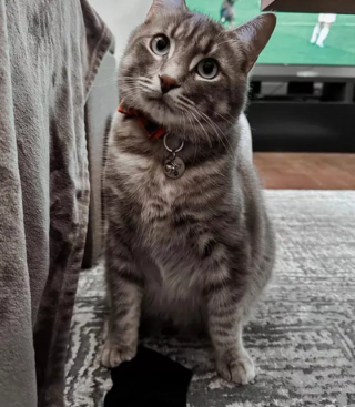 Illustration de l'article : 10 photos de chiens et de chats s'étant spécialisés dans le vol de chaussettes