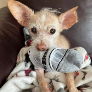 Illustration de l'article : 10 photos de chiens et de chats s'étant spécialisés dans le vol de chaussettes
