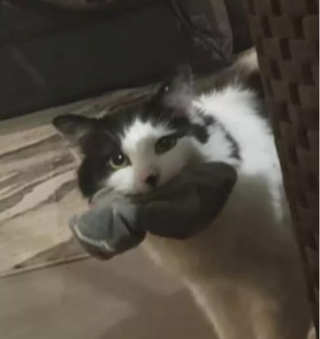 Illustration de l'article : 10 photos de chiens et de chats s'étant spécialisés dans le vol de chaussettes