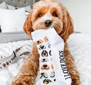 Illustration de l'article : 10 photos de chiens et de chats s'étant spécialisés dans le vol de chaussettes