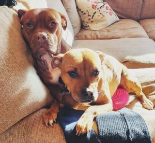 Illustration de l'article : 10 photos de chiens et de chats s'étant spécialisés dans le vol de chaussettes