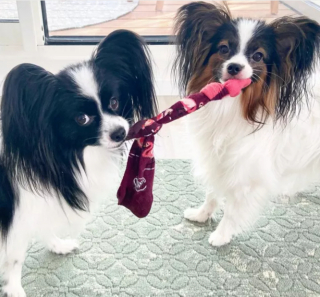 Illustration de l'article : 10 photos de chiens et de chats s'étant spécialisés dans le vol de chaussettes
