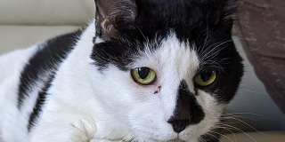 Illustration de l'article : Un chat obèse ayant été maltraité toute sa vie cherche désormais une famille aimante qui prendra soin de sa santé