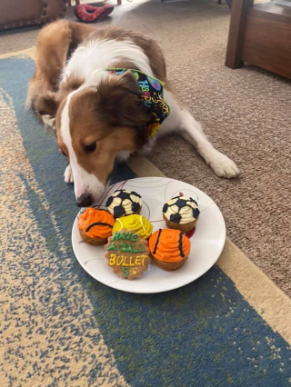 Illustration de l'article : Ce chien abandonné parce qu’il s’était cassé la patte prouve à tout le monde qu’il est encore capable de très grandes choses