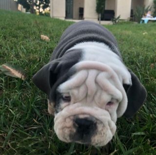 Illustration de l'article : 20 photos de chiens qui misent autant sur leurs rides que sur leur irrésistible bouille pour vous charmer