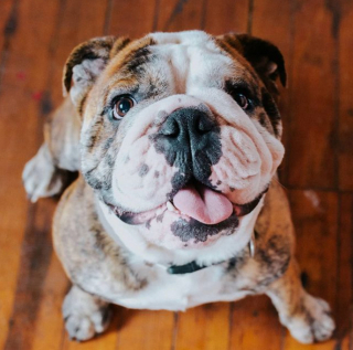 Illustration de l'article : 20 photos de chiens qui misent autant sur leurs rides que sur leur irrésistible bouille pour vous charmer