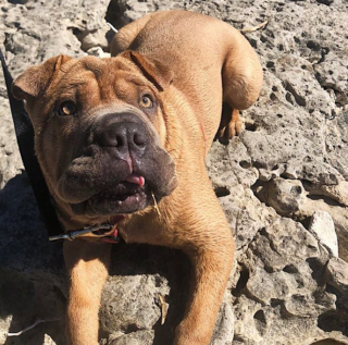 Illustration de l'article : 20 photos de chiens qui misent autant sur leurs rides que sur leur irrésistible bouille pour vous charmer