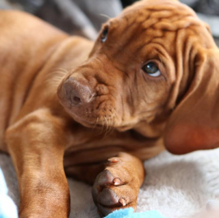 Illustration de l'article : 20 photos de chiens qui misent autant sur leurs rides que sur leur irrésistible bouille pour vous charmer