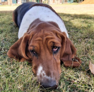 Illustration de l'article : 20 photos de chiens qui misent autant sur leurs rides que sur leur irrésistible bouille pour vous charmer