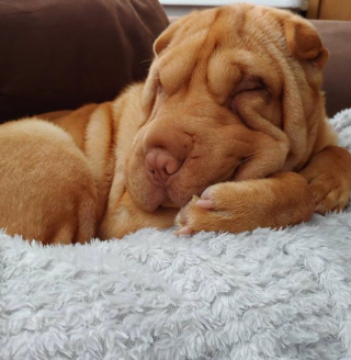 Illustration de l'article : 20 photos de chiens qui misent autant sur leurs rides que sur leur irrésistible bouille pour vous charmer