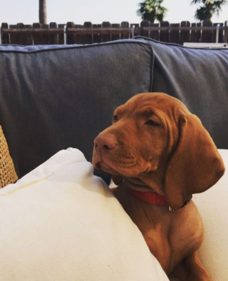 Illustration de l'article : 20 photos de chiens qui misent autant sur leurs rides que sur leur irrésistible bouille pour vous charmer